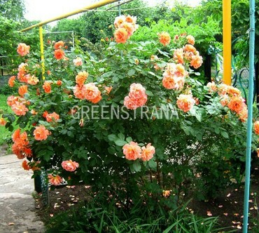 Роза парковая Вестерленд (Rosa 'Westerland')