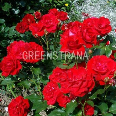 Роза флорибунда Нина Вейбул (Rosa 'Nina Weibull')