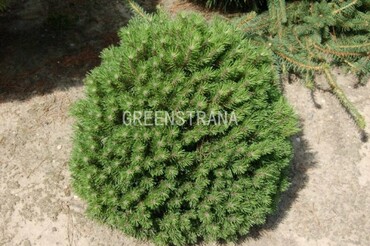 Сосна горная Гниздо (Pinus mugo 'Hnizdo')