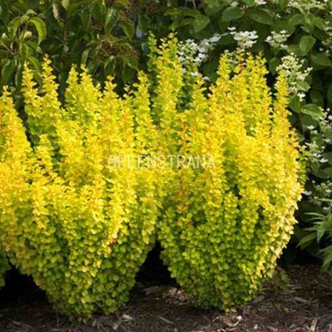 Барбарис Тунберга Голден Торч (Berberis thunbergii 'Golden Torch')