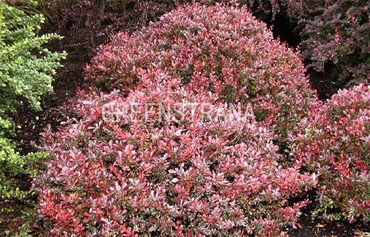 Барбарис Тунберга Атропурпуреа Нана (Berberis thunbergii 'Atropurpurea Nana')