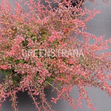 Барбарис Тунберга Оранж Дрим (Berberis thunbergii 'Orange Dream')