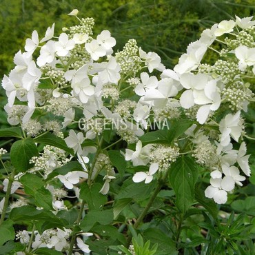 Гортензия метельчатая Вайт Леди (Hydrangea paniculata 'White Lady')