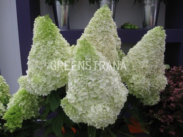 Гортензия метельчатая Мэджикал Мунлайт (Hydrangea paniculata 'Magical Moonlight')