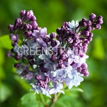 Сирень обыкновенная Оливье де Серр (Syringa vulgaris 'Olivier de Serres')