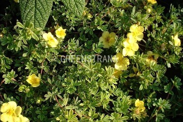 Лапчатка кустарниковая Гольдтеппих (Potentilla fruticosa 'Goldteppich')