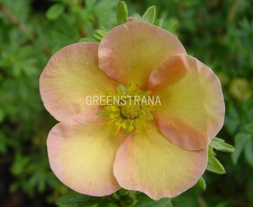 Лапчатка кустарниковая Дейдаун (Potentilla fruticosa 'Daydawn')