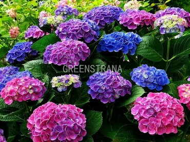 Гортензия садовая (Hydrangea macrophylla)