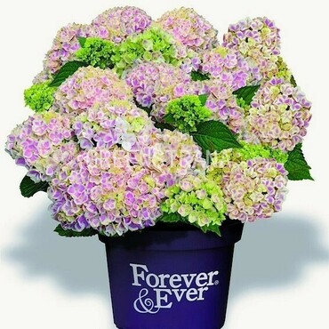 Гортензия крупнолистная Форевер энд Эвер (Hydrangea macrophylla 'Forever & Ever')