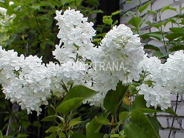 Сирень обыкновенная Мадам Лемуан (Syringa vulgaris 'Madame Lemoine')