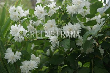 Чубушник Лемуана Виржиналь (Philadelphus x lemoinei 'Virginal')