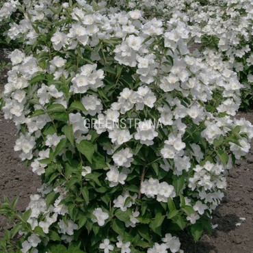 Чубушник Лемуана Алабастер (Philadelphus x lemoinei 'Alabaster')