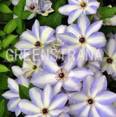 Клематис Иван Олссон (Clematis 'Ivan Olsson')