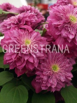 Клематис Кайзер (Clematis 'Kaiser')