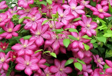 Клематис Какио (Clematis 'Kakio')