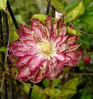 Клематис Каен (Clematis 'Kaen')