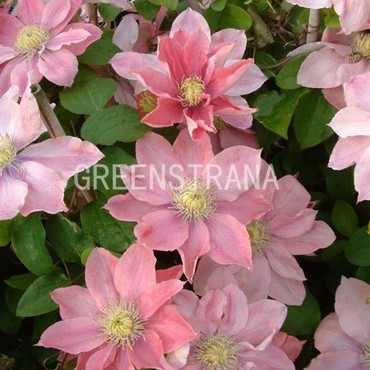 Клематис Литтл Мермейд (Clematis 'Little Mermaid')