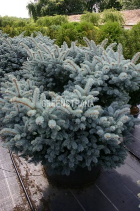 Ель колючая Глаука Глобоза (Picea pungens 'Glauca Globosa')