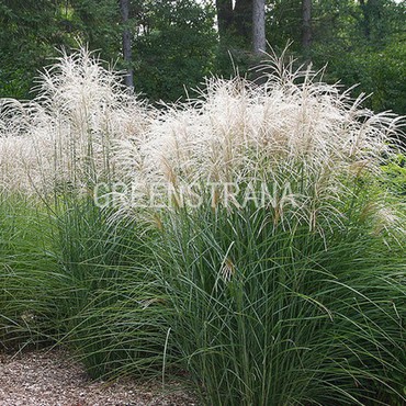 Мискантус китайский Грациелла (Miscanthus sinensis 'Graziella')