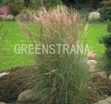 Мискантус китайский Кляйн Зильбершпине (Miscanthus sinensis 'Kleine Silberspinne')