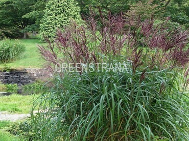 Мискантус китайский Малепартус (Miscanthus sinensis 'Malepartus')