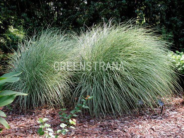 Мискантус китайский Морнинг Лайт (Miscanthus sinensis 'Morning Light')
