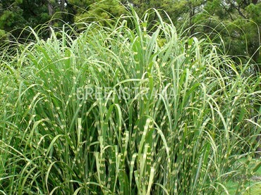 Мискантус китайский Стриктус (Miscanthus sinensis 'Strictus')