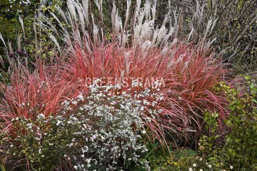 Мискантус китайский Фернер Остен (Miscanthus sinensis 'Ferner Osten')
