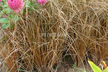 Осока Милк Чоколэйт (Carex 'Milk Chocolate')