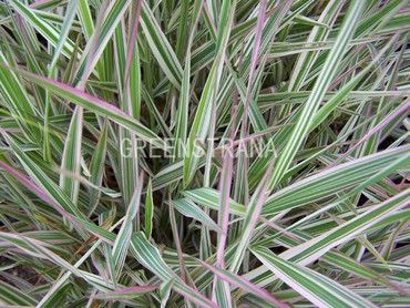 Фалярис тростниковый Триколор (Phalaris arundinacea 'Tricolor')