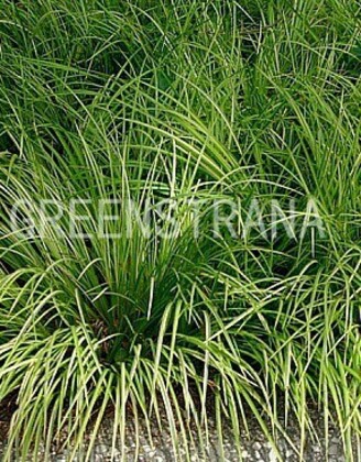 Аир злаковидный Огон (Acorus gramineus 'Ogon')