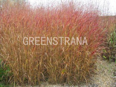 Просо прутьевидное Ротштральбуш (Panicum virgatum 'Rotstrahlbusch')