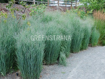 Просо прутьевидное Хэви Метал (Panicum virgatum 'Heavy Metal')