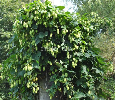 Хмель обыкновенный (Humulus lupulus)