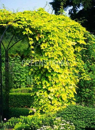 Хмель обыкновенный Ауреус (Humulus lupulus 'Aureus')