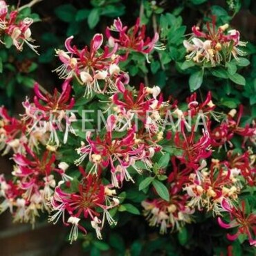 Жимолость приморская Белгика Селект (Lonicera periclymenum 'Belgica Select')