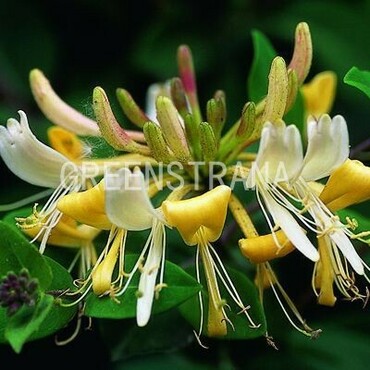 Жимолость приморская Грэхэм Томас (Lonicera periclymenum 'Graham Thomas')