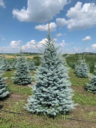 Ель колючая Эдит (Picea pungens 'Edith')