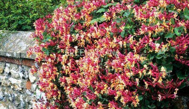 Жимолость приморская Серотина (Lonicera periclymenum 'Serotina')