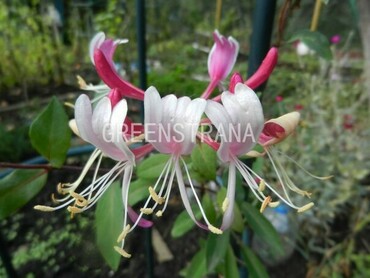 Жимолость приморская Чойнау (Lonicera periclymenum 'Chojnow')