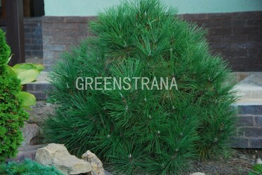 Сосна черная Нана (Pinus nigra 'Nana')