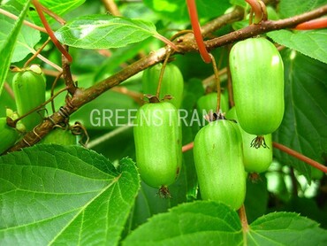 Актинидия коломикта Адам (Actinidia kolomikta 'Adam')