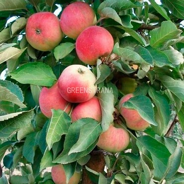 Яблоня колоновидная Кумир (Malus domestica 'Kumir')