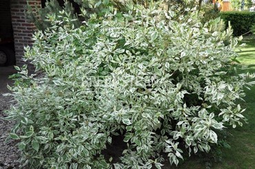 Дерен белый Аргентеомаргината (Cornus alba 'Argenteomarginata')