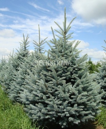 Ель колючая Фат Альберт (Picea pungens 'Fat Albert')