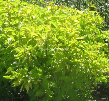 Дерен белый Ауреа (Cornus alba 'Aurea')