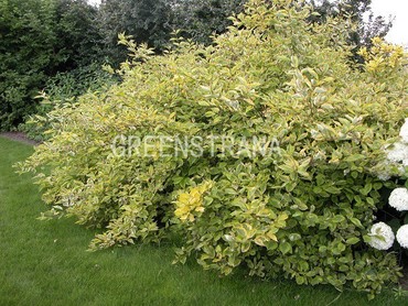 Дерен белый Гоучаулти (Cornus alba 'Gouchaultii')