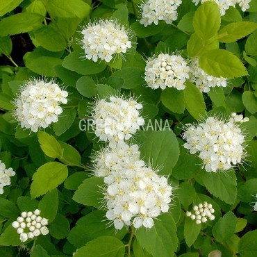 Спирея березолистная (Spiraea betulifolia)