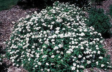 Спирея Фритца (Spiraea fritschiana)