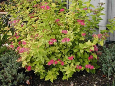Спирея японская Кэндллайт (Spiraea japonica 'Candlelight')